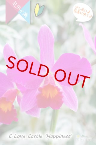 ギフト洋ラン・原種から趣味の洋蘭販売まで、生産者直営で南国高知から