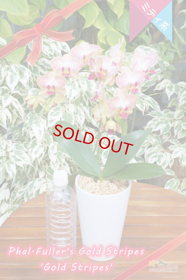 画像5: 【育てる胡蝶蘭♪】【枝分かれするオレンジストライプ・ミディ胡蝶蘭】Phal.Fuller's Gold Stripes ‘Gold Stripes' (交配種)ミディ胡蝶蘭 フラーズゴールドストライプス‘ゴールドストライプス' (5)