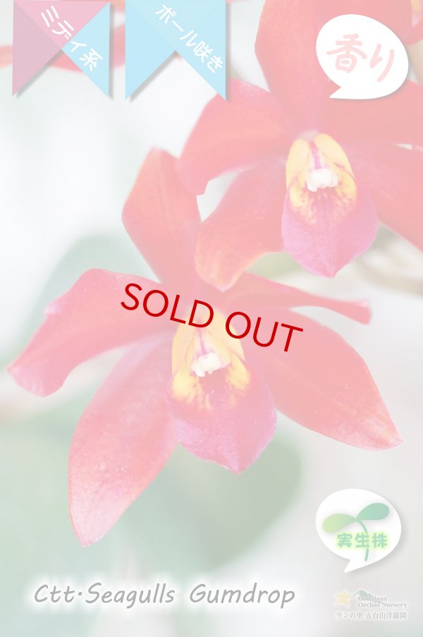 画像2: 【多肉植物のような質感の花】Ctt.Seagulls Gumdrop（実生株）カトレア類 シーガルズ　ガムドロップ (2)