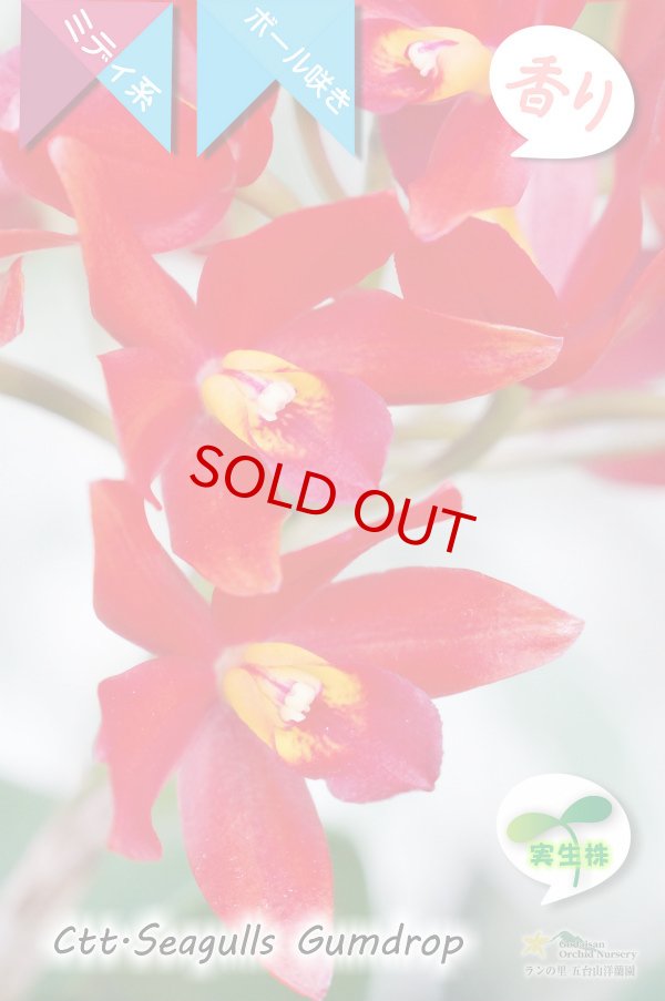 画像3: 【多肉植物のような質感の花】Ctt.Seagulls Gumdrop（実生株）カトレア類 シーガルズ　ガムドロップ (3)