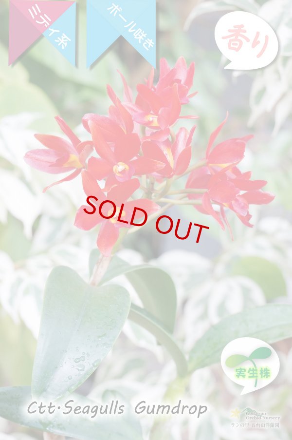 画像4: 【多肉植物のような質感の花】Ctt.Seagulls Gumdrop（実生株）カトレア類 シーガルズ　ガムドロップ (4)