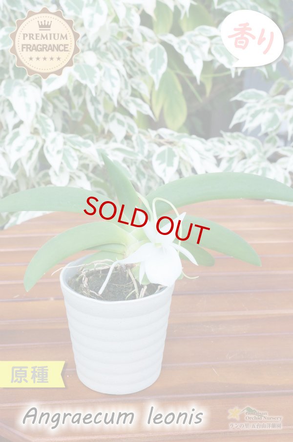 画像4: 【夜・香るラン】Angraecum leonis （原種）アングレカム レオニス (4)