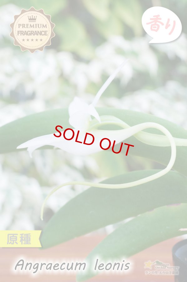 画像3: 【夜・香るラン】Angraecum leonis （原種）アングレカム レオニス (3)