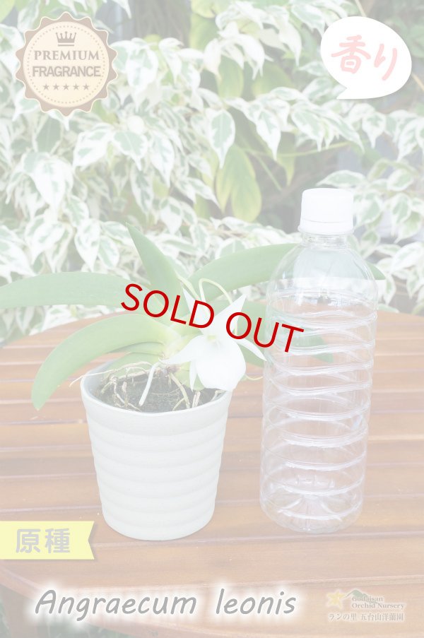 画像5: 【夜・香るラン】Angraecum leonis （原種）アングレカム レオニス (5)