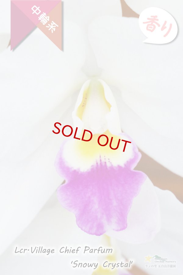 画像2: 【星型の紅白色カトレア】Lcr.Village Chief Parfum 'Snowy Crystal'（交配種）カトレア　ヴィレッジチーフパルファム‘スノーウィークリスタル’ (2)