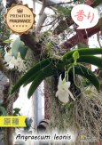 画像6: 【夜・香るラン】Angraecum leonis （原種）アングレカム レオニス (6)