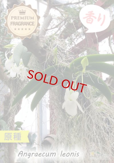 夜・香るラン】Angraecum leonis （原種）アングレカム レオニス