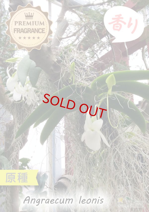 画像6: 【夜・香るラン】Angraecum leonis （原種）アングレカム レオニス (6)