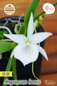 画像1: 【夜・香るラン】Angraecum leonis （原種）アングレカム レオニス (1)