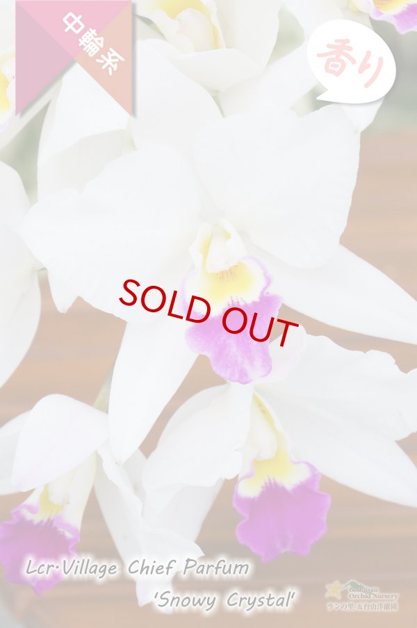 画像3: 【星型の紅白色カトレア】Lcr.Village Chief Parfum 'Snowy Crystal'（交配種）カトレア　ヴィレッジチーフパルファム‘スノーウィークリスタル’ (3)