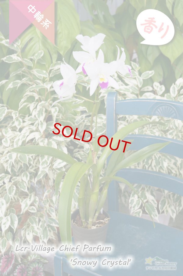 画像7: 【星型の紅白色カトレア】Lcr.Village Chief Parfum 'Snowy Crystal'（交配種）カトレア　ヴィレッジチーフパルファム‘スノーウィークリスタル’ (7)