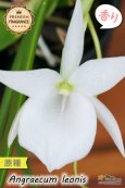 画像2: 【夜・香るラン】Angraecum leonis （原種）アングレカム レオニス (2)