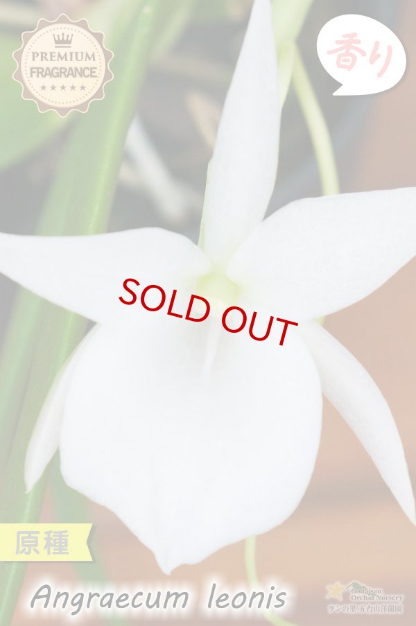 画像2: 【夜・香るラン】Angraecum leonis （原種）アングレカム レオニス (2)
