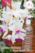 画像5: 【星型の紅白色カトレア】Lcr.Village Chief Parfum 'Snowy Crystal'（交配種）カトレア　ヴィレッジチーフパルファム‘スノーウィークリスタル’ (5)