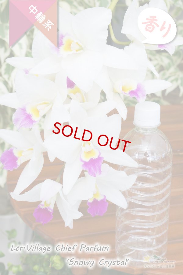 画像5: 【星型の紅白色カトレア】Lcr.Village Chief Parfum 'Snowy Crystal'（交配種）カトレア　ヴィレッジチーフパルファム‘スノーウィークリスタル’ (5)