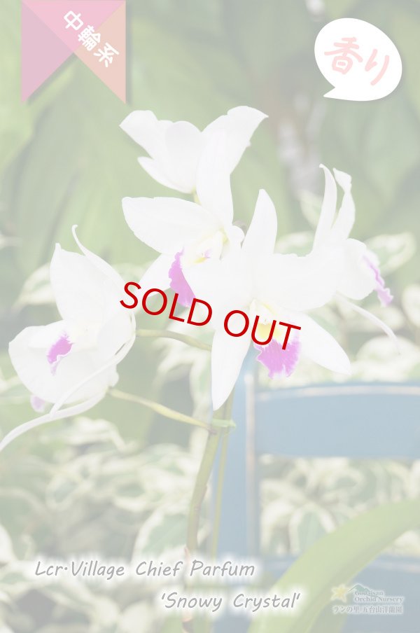 画像6: 【星型の紅白色カトレア】Lcr.Village Chief Parfum 'Snowy Crystal'（交配種）カトレア　ヴィレッジチーフパルファム‘スノーウィークリスタル’ (6)