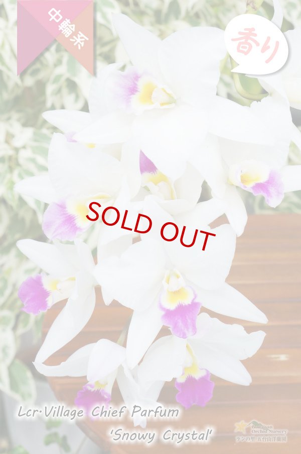 画像4: 【星型の紅白色カトレア】Lcr.Village Chief Parfum 'Snowy Crystal'（交配種）カトレア　ヴィレッジチーフパルファム‘スノーウィークリスタル’ (4)