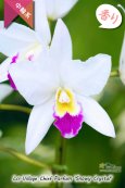 画像1: 【星型の紅白色カトレア】Lcr.Village Chief Parfum 'Snowy Crystal'（交配種）カトレア　ヴィレッジチーフパルファム‘スノーウィークリスタル’ (1)