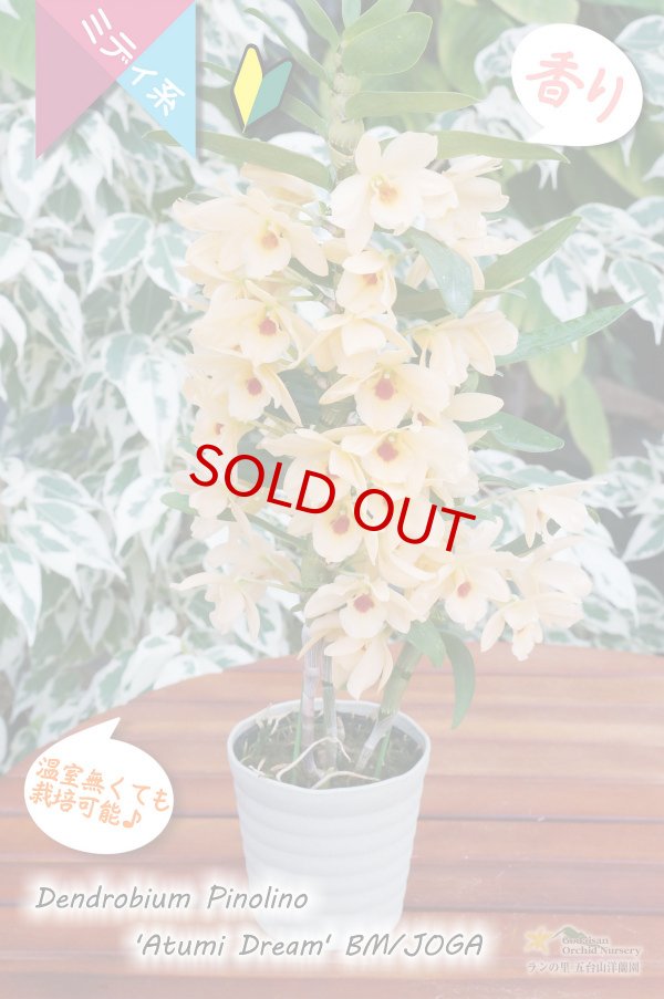 画像3: 【華やかなオレンジイエローのノビル系デンドロ】Den. Pinolino 'Atumi Dream' BM/JOGA（交配種）デンドロビウム　ピノリーノ‘アツミドリーム’ (3)