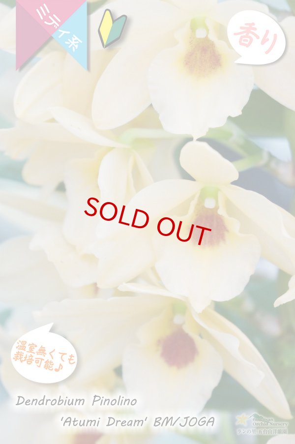 画像2: 【華やかなオレンジイエローのノビル系デンドロ】Den. Pinolino 'Atumi Dream' BM/JOGA（交配種）デンドロビウム　ピノリーノ‘アツミドリーム’ (2)