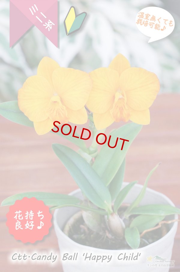 画像3: 【カトレア系では脅威の花持ち！オレンジのミニカトレア】Ctt.Candy Ball‘Happy Child'（交配種）カトレア系　キャンディーボール‘ハッピーチャイルド’ (3)
