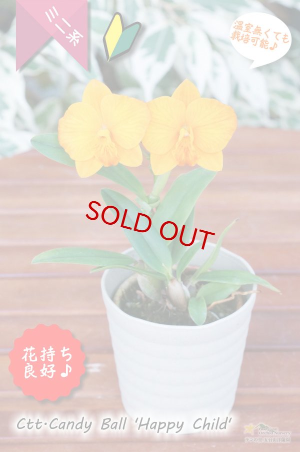 画像4: 【カトレア系では脅威の花持ち！オレンジのミニカトレア】Ctt.Candy Ball‘Happy Child'（交配種）カトレア系　キャンディーボール‘ハッピーチャイルド’ (4)