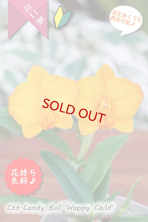 画像2: 【カトレア系では脅威の花持ち！オレンジのミニカトレア】Ctt.Candy Ball‘Happy Child'（交配種）カトレア系　キャンディーボール‘ハッピーチャイルド’ (2)
