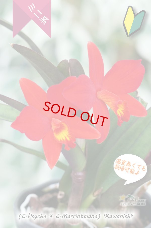 画像2: 【原種のような雰囲気もあるミニカトレア】(C.Psyche ? C.Marriottiana)´Kawanishi' （交配種）カトレア（サイケ?マリオッティアナ）´カワニシ’ (2)