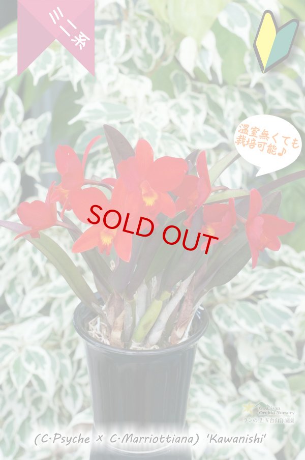 画像3: 【原種のような雰囲気もあるミニカトレア】(C.Psyche ? C.Marriottiana)´Kawanishi' （交配種）カトレア（サイケ?マリオッティアナ）´カワニシ’ (3)