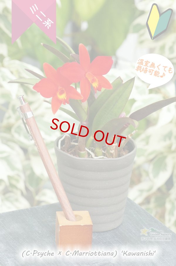 画像4: 【原種のような雰囲気もあるミニカトレア】(C.Psyche ? C.Marriottiana)´Kawanishi' （交配種）カトレア（サイケ?マリオッティアナ）´カワニシ’ (4)