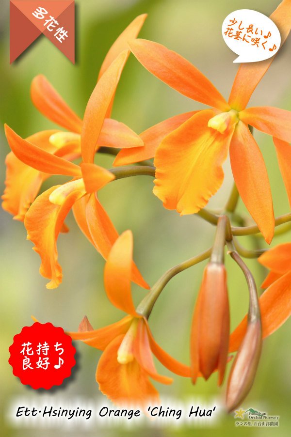 画像1: 【伸び上がった花茎に咲くエピデン✕カトレア系種】Ett. Hsinying Orange‘Ching Hua’（交配種）エピカタンセ　シンインオレンジ　‘チンファ’ (1)