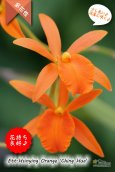 画像2: 【伸び上がった花茎に咲くエピデン✕カトレア系種】Ett. Hsinying Orange‘Ching Hua’（交配種）エピカタンセ　シンインオレンジ　‘チンファ’ (2)