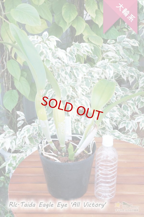 画像5: 【ふくよかな白色大輪カトレア】Rlc.Taida Eagle Eye 'All Victory'（交配種）カトレア　タイダイーグルアイ‘オールヴィクトリー' (5)