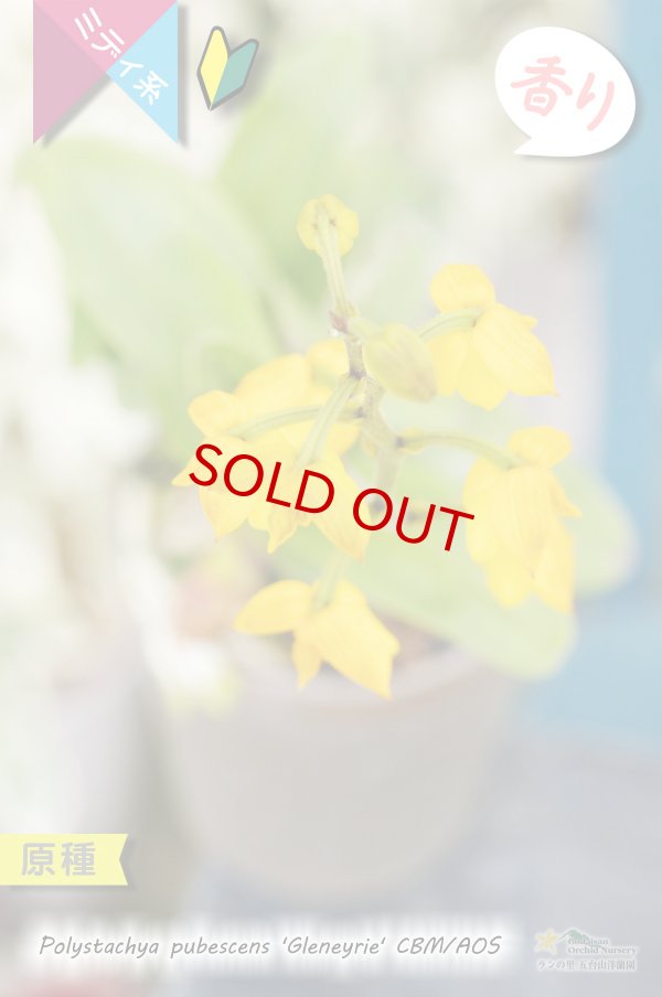 画像3: 【花が逆さま&下向きに咲く!照れ屋なアフリカ原産の野生ラン】Polystachya pubescens'Gleneyrie'CBM/AOS(原種)ポリスタキア プベッセンス ’グレネリー’ (3)