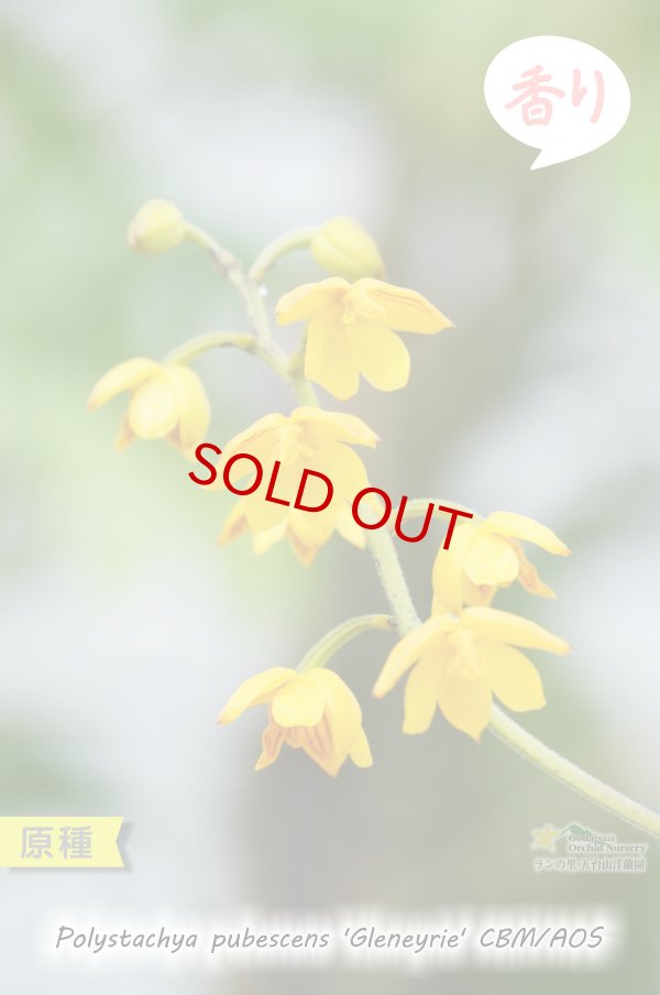 画像2: 【花が逆さま&下向きに咲く!照れ屋なアフリカ原産の野生ラン】Polystachya pubescens'Gleneyrie'CBM/AOS(原種)ポリスタキア プベッセンス ’グレネリー’ (2)
