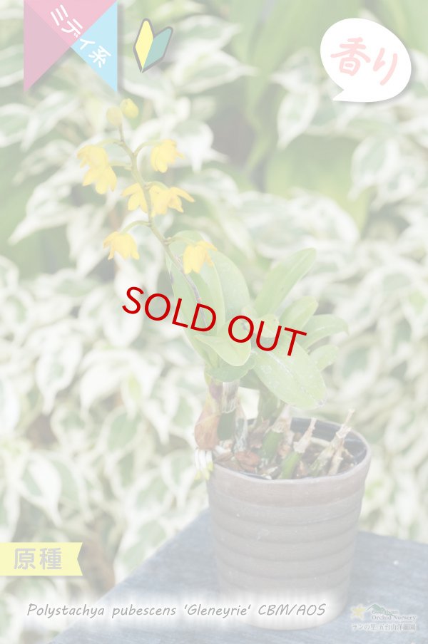 画像4: 【花が逆さま&下向きに咲く!照れ屋なアフリカ原産の野生ラン】Polystachya pubescens'Gleneyrie'CBM/AOS(原種)ポリスタキア プベッセンス ’グレネリー’ (4)