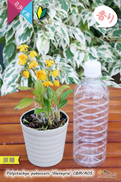 画像1: 【花が逆さま＆下向きに咲く！照れ屋なアフリカ原産の野生ラン】Polystachya pubescens'Gleneyrie'CBM/AOS（原種）ポリスタキア　プベッセンス　’グレネリー’