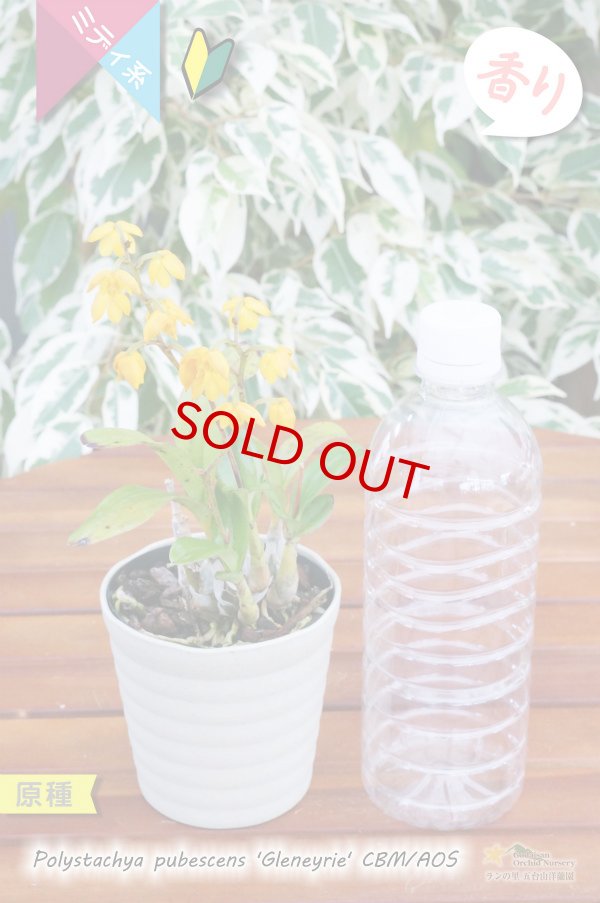 画像5: 【花が逆さま&下向きに咲く!照れ屋なアフリカ原産の野生ラン】Polystachya pubescens'Gleneyrie'CBM/AOS(原種)ポリスタキア プベッセンス ’グレネリー’ (5)