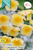 画像1: 【可憐な花びらのイエローカラー・デンドロ原種】Dendrobium lindleyi(=aggregatum majus) (原種) デンドロビウム　リンドレイ（＝アグレガタム　マジャス） (1)