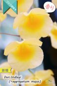 画像2: 【可憐な花びらのイエローカラー・デンドロ原種】Dendrobium lindleyi(=aggregatum majus) (原種) デンドロビウム　リンドレイ（＝アグレガタム　マジャス） (2)