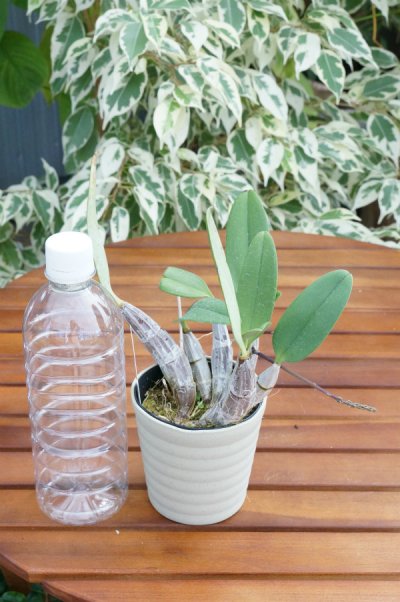 画像1: 【可憐な花びらのイエローカラー・デンドロ原種】Dendrobium lindleyi(=aggregatum majus) (原種) デンドロビウム リンドレイ(=アグレガタム マジャス)