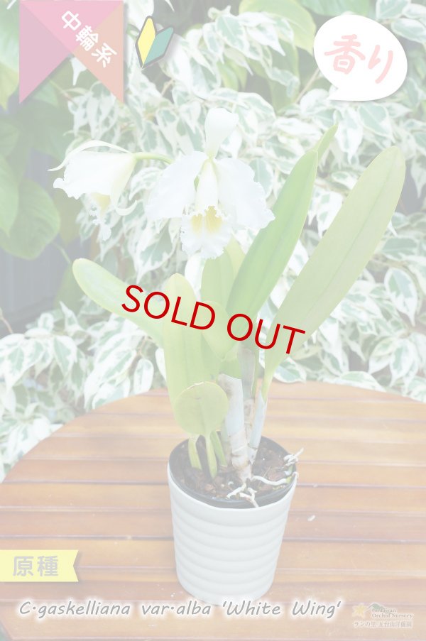 画像4: 【ベネズエラからの育て易いカトレア原種】C.gaskeriana alba （原種）カトレア　ガスケリアナ　バー　アルバ　'ホワイトウイング' (4)