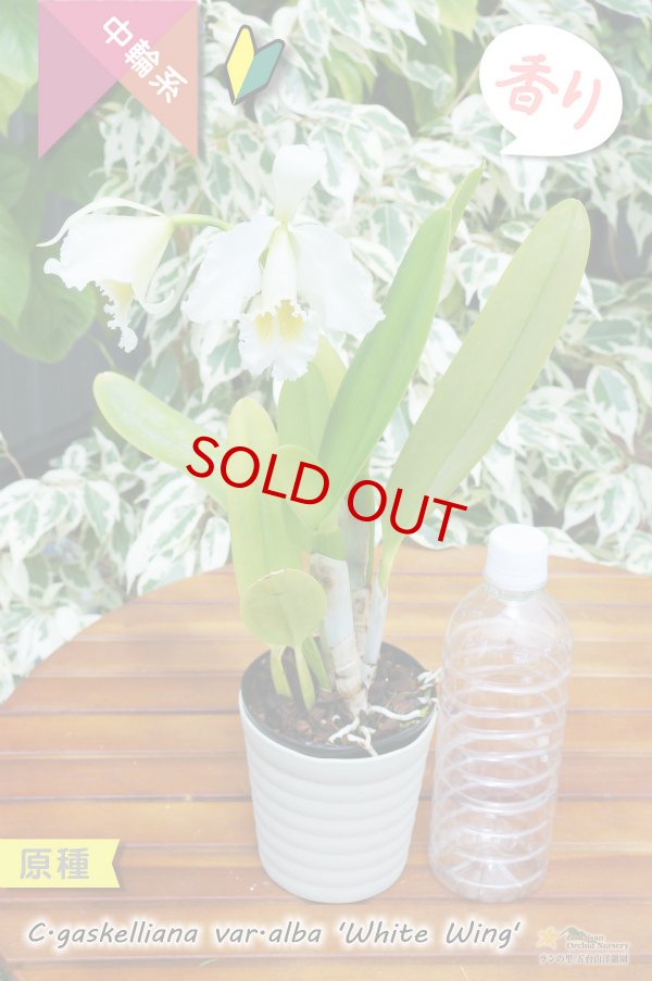 画像5: 【ベネズエラからの育て易いカトレア原種】C.gaskeriana alba （原種）カトレア　ガスケリアナ　バー　アルバ　'ホワイトウイング' (5)