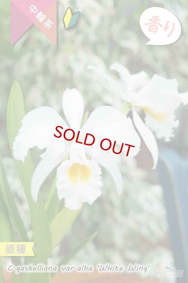 画像3: 【ベネズエラからの育て易いカトレア原種】C.gaskeriana alba （原種）カトレア　ガスケリアナ　バー　アルバ　'ホワイトウイング' (3)