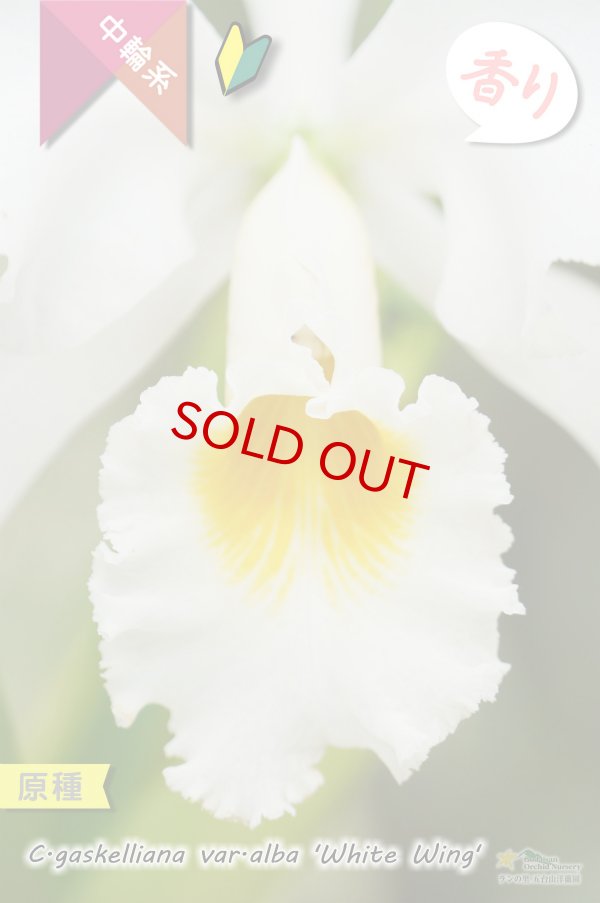 画像2: 【ベネズエラからの育て易いカトレア原種】C.gaskeriana alba （原種）カトレア　ガスケリアナ　バー　アルバ　'ホワイトウイング' (2)