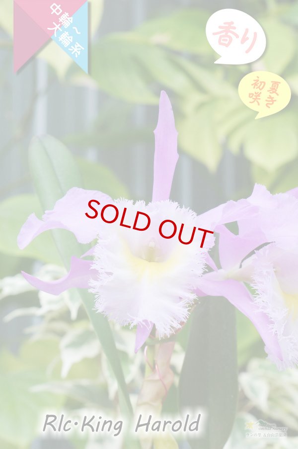 画像3: 【フリフリのリップと香りが素敵なベストセラーカトレア】Rlc.King Harold（交配種）カトレア類　キングハロルド (3)