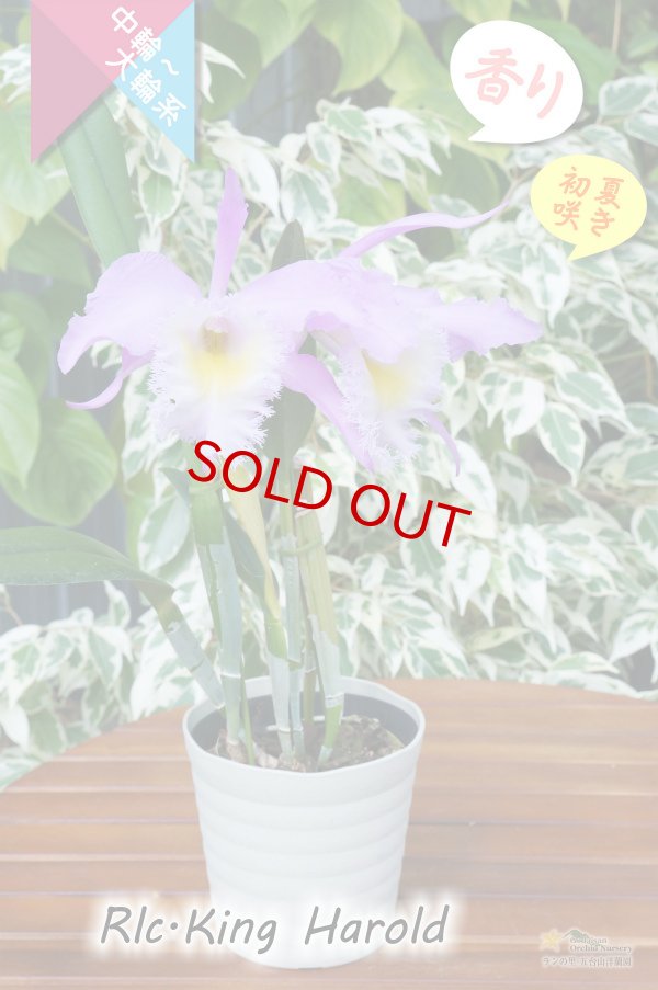 画像4: 【フリフリのリップと香りが素敵なベストセラーカトレア】Rlc.King Harold（交配種）カトレア類　キングハロルド (4)