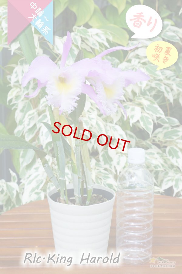 画像5: 【フリフリのリップと香りが素敵なベストセラーカトレア】Rlc.King Harold（交配種）カトレア類　キングハロルド (5)