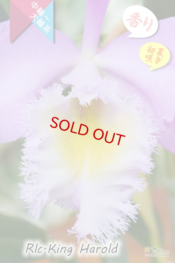 画像2: 【フリフリのリップと香りが素敵なベストセラーカトレア】Rlc.King Harold（交配種）カトレア類　キングハロルド (2)