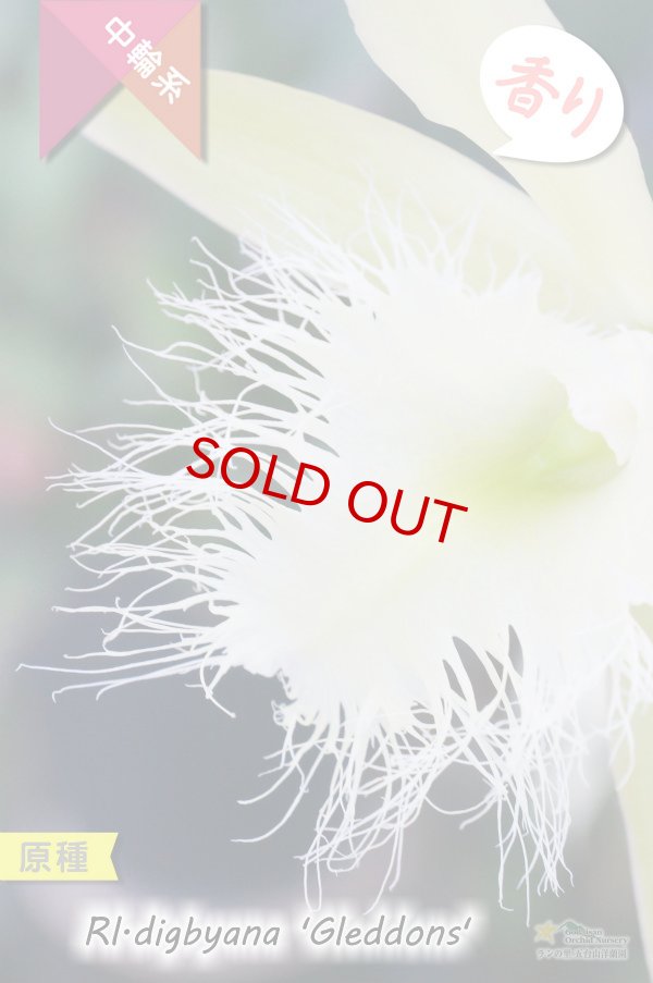 画像4: 【リップのヒゲヒゲが魅力的なカトレア系原種】Rl.digbyana ‘Gleddons'（原種）リンコレリア　ディグビアナ‘グレッドンズ’ (4)